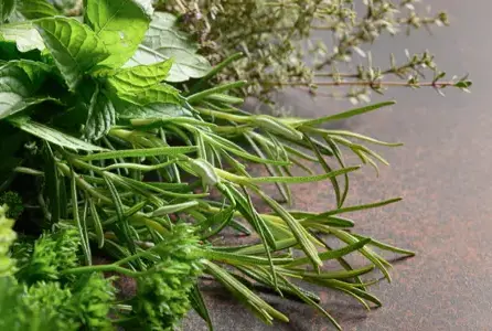 Vrtni kamini i roštilji i začinsko bilje